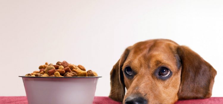 Futtermittelberatung für Hunde und Katzen