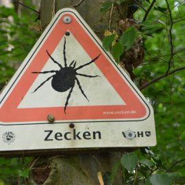 Riesen-Zecke gefunden! Riesen-Zecke gefunden!