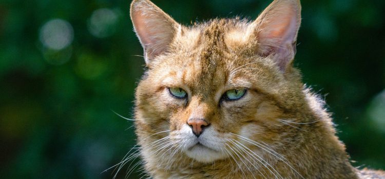 Artenschutz – Wildkatze ist Tier des Jahres 2018