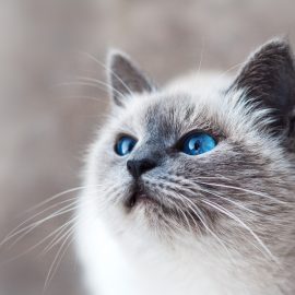 Nicht nur eine Katzenwäsche Nicht nur eine Katzenwäsche