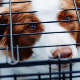 Du armer Hund Du armer Hund