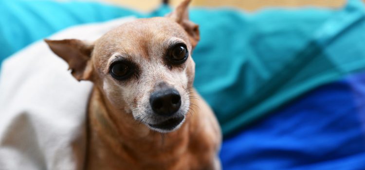 Sachkunde: Pflicht für alle Tierhalter