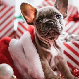Wir wünschen ein frohes Weihnachtsfest & ein gutes neues Jahr! Tierarst Wiesentheid Frohe Weihnachten