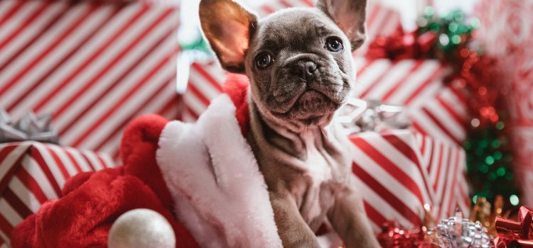 Tierarst Wiesentheid Frohe Weihnachten