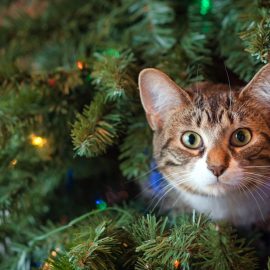Frohes Fest Frohes Fest