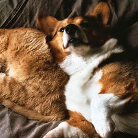 Die Chance, jetzt nutzen. Hund & Katze