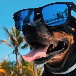 Sommer – Hitze Sommer – Hitze