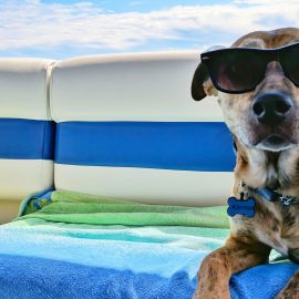 Wir machen Urlaub – 20 bis 31 Juli 2020 ist unsere Tierarztpraxis geschlossen! Wir machen Urlaub – 20 bis 31 Juli 2020 ist unsere Tierarztpraxis geschlossen!
