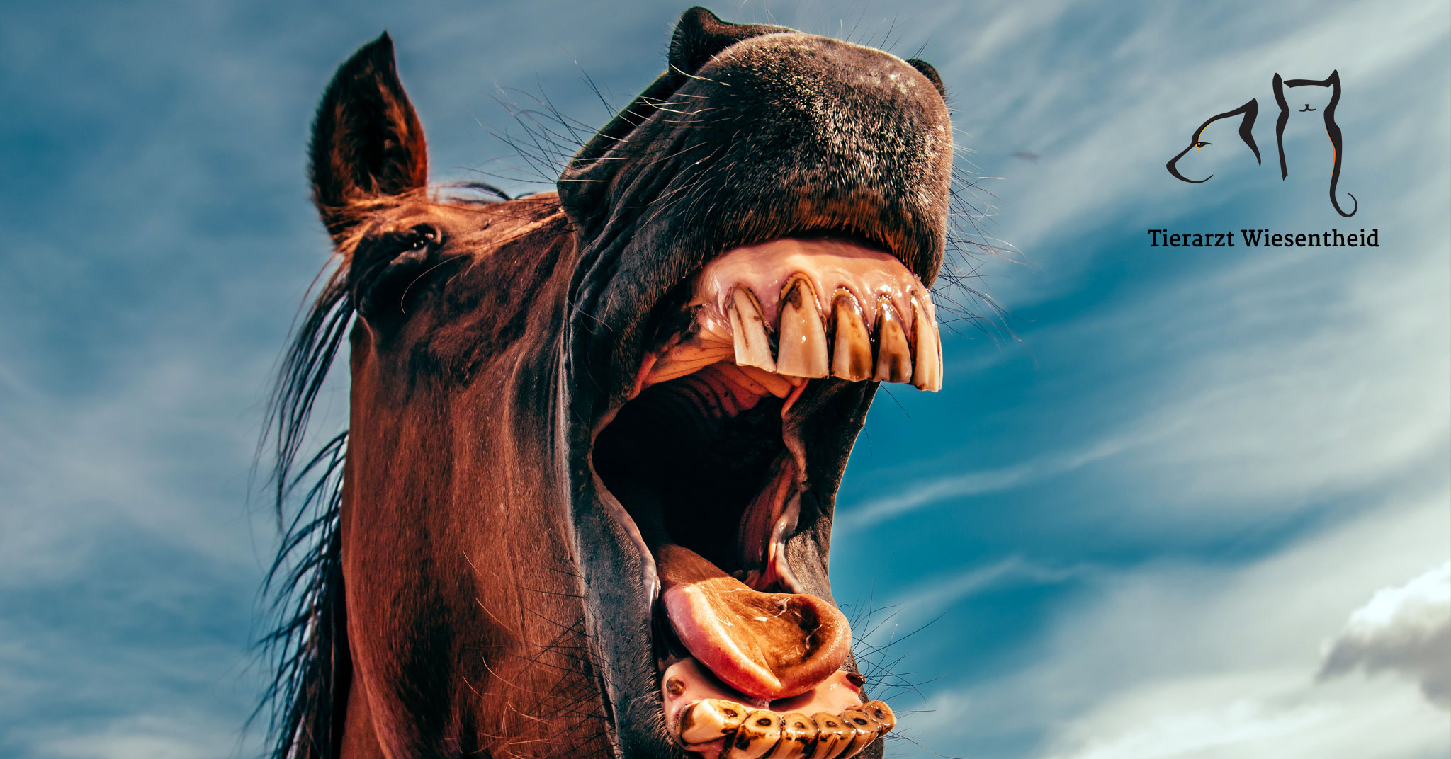 Pferd zeigt Zähne