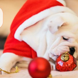 Wir wünschen ein frohes Weihnachtsfest & ein gutes neues Jahr! Wir wünschen ein frohes Weihnachtsfest & ein gutes neues Jahr!