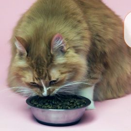 Hilfe! Meine Katze hat Brechdurchfall Hilfe! Meine Katze hat Brechdurchfall