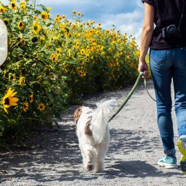 Raus, an die frische Luft! Mit Hund Gassi gehen