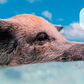 Wir machen Urlaub – 02. bis 13. August 2021 ist unsere Tierarztpraxis geschlossen! Wir machen Urlaub – 02. bis 13. August 2021 ist unsere Tierarztpraxis geschlossen!