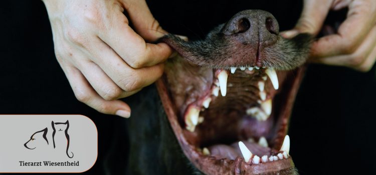Tierarzt Wiesentheid Gesunde Zähne Bissfest 20211101